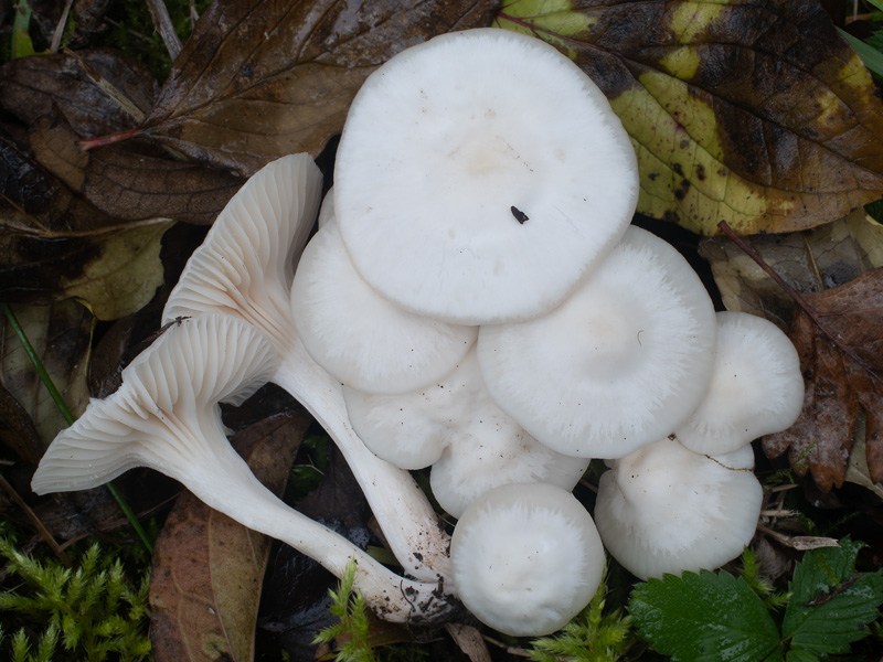 Hygrocybe virginea